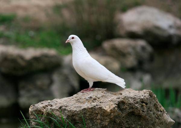 Примета голубь залетел на балкон: к чему нагадила белая птица, что это означает