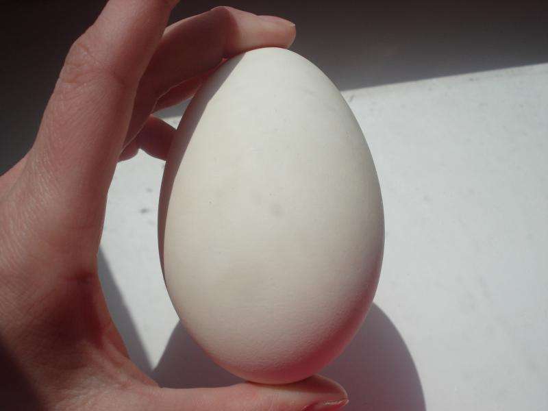 Сколько дней высиживает яйца гусыня: когда начинают нестись и как посадить на кладку