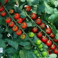Рапунцель: описание сорта томата, характеристики помидоров, выращивание