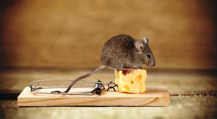 Как отпугнуть мышей из дома навсегда