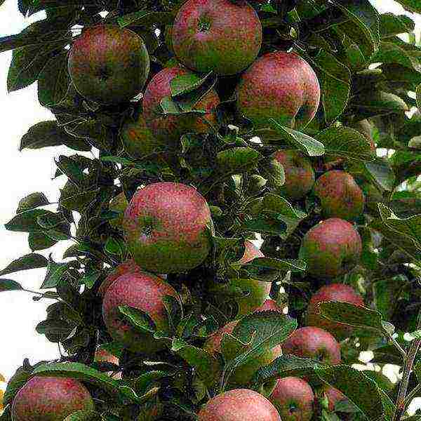 Карликовые яблони: сорта, посадка и уход, фото, отзывы