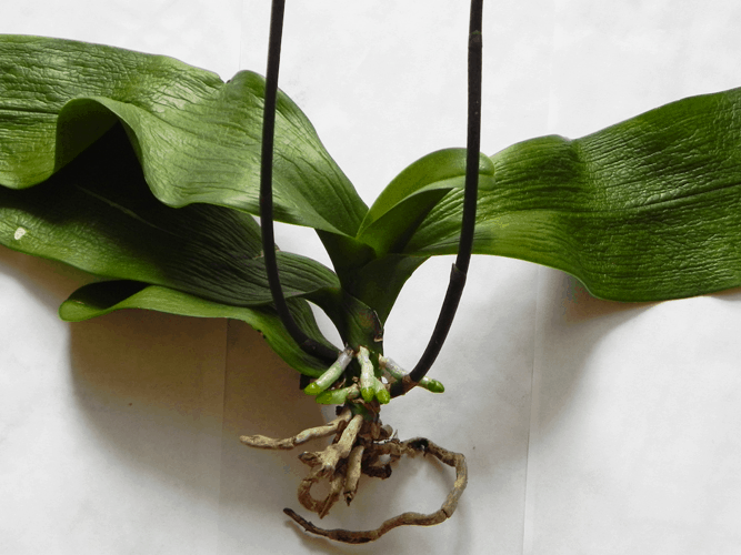 Как нарастить корни у детки орхидеи: почему они могут отсутствовать и что делать, если возникла проблемная ситуация