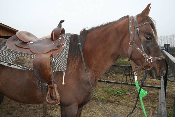 Катание на лошадях (39 фото): обучение верховой езде, польза и вред конной прогулки для детей. как кататься на санях, запряженных конями?
