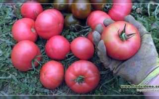 Описание крупноплодного томата лентяйка: характеристики, урожайность, отзывы