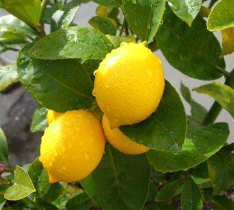 Лимон мейера: основы ухода в домашних условиях - фрукты | описание, советы, отзывы, фото и видео