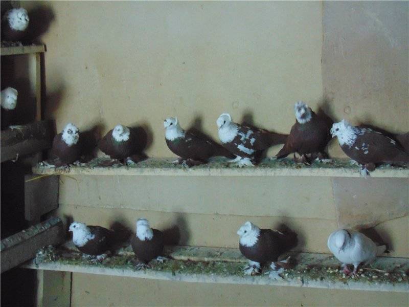Благодарненские голуби: бойная порода, описание, фото