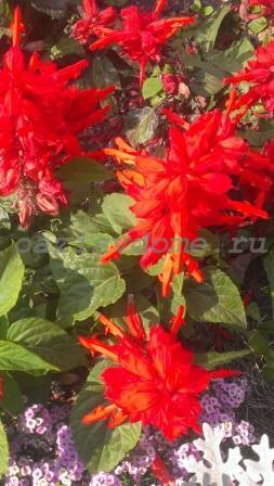 Красивые огненные цветы сальвия: посев на рассаду, уход