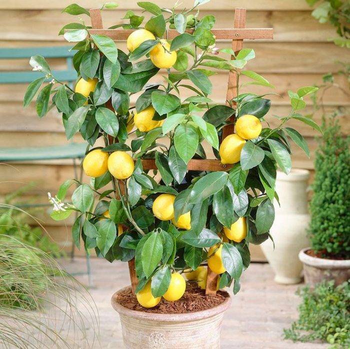 Комнатный лимон: описание сортов для выращивания деревьев в горшках