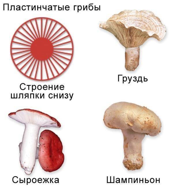 Каковы особенности строения и жизнедеятельности грибов: фото, описание, рисунки, схемы, цикл развития и характер питания