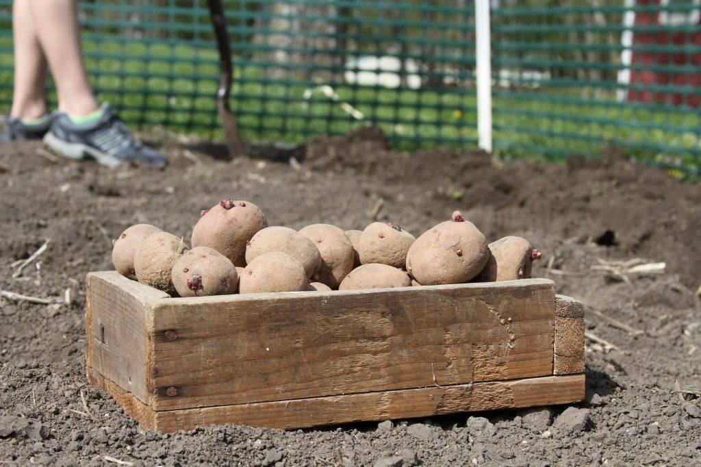 Посадка картофеля и уход за ним в открытом грунте