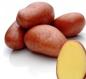 Сорт картофеля ред леди: характеристика, описание с фото, отзывы