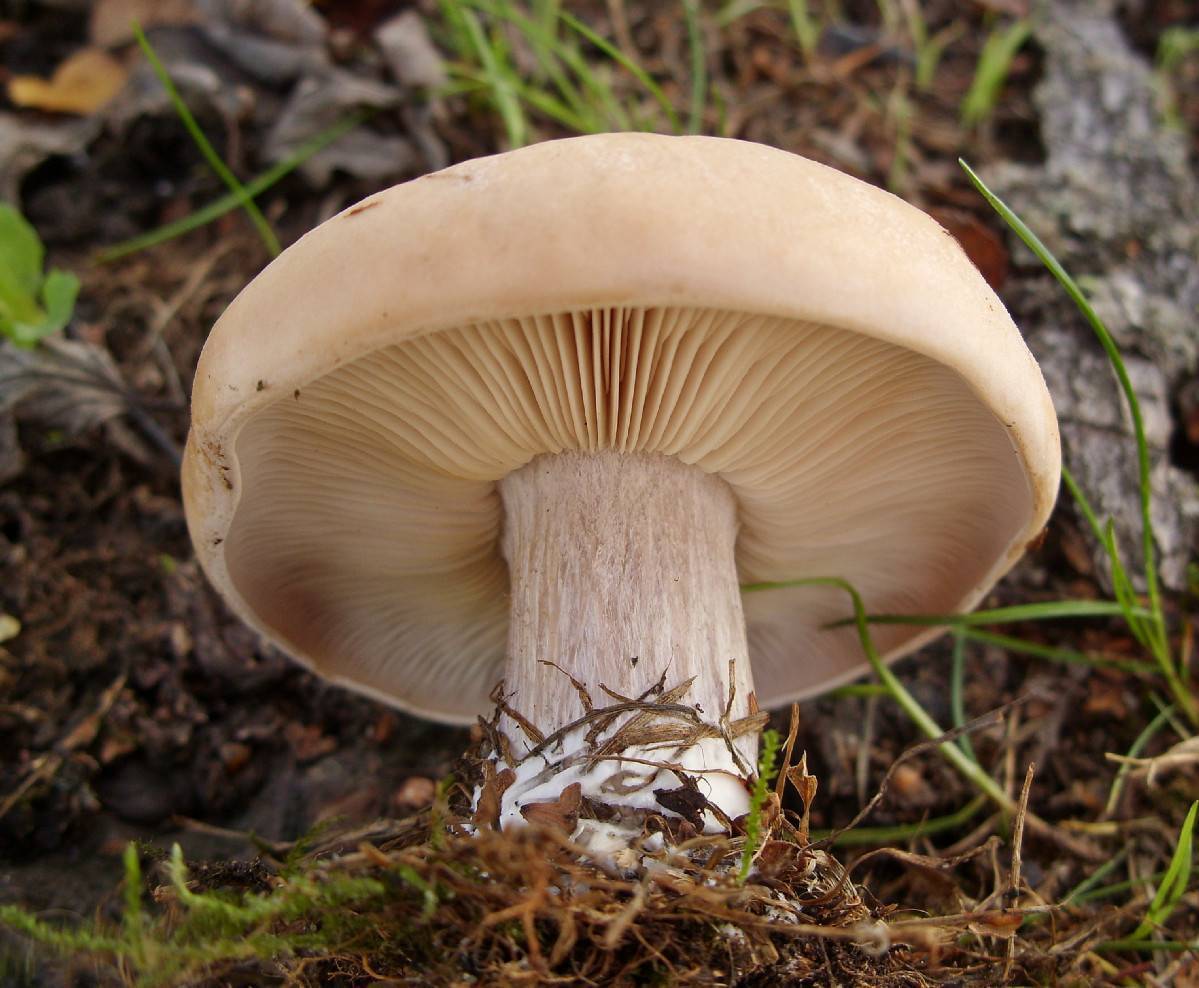 Синеножка гриб: описание