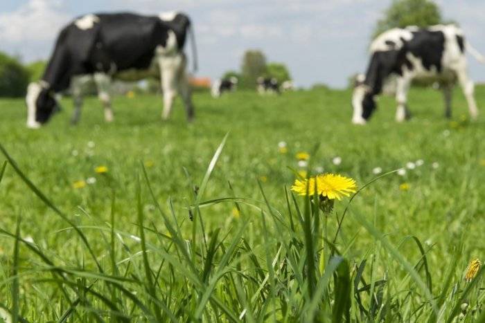 Кормление сухостойных коров: особенности рациона и нормы концентратов