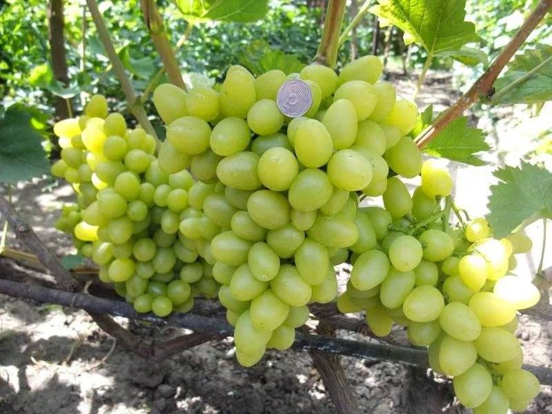 Особенности винограда сорта Настя