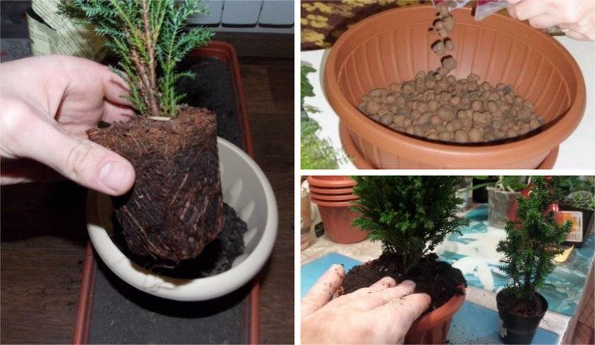 Кохия (летний кипарис): выращивание из семян в домашних условиях и в открытом грунте
