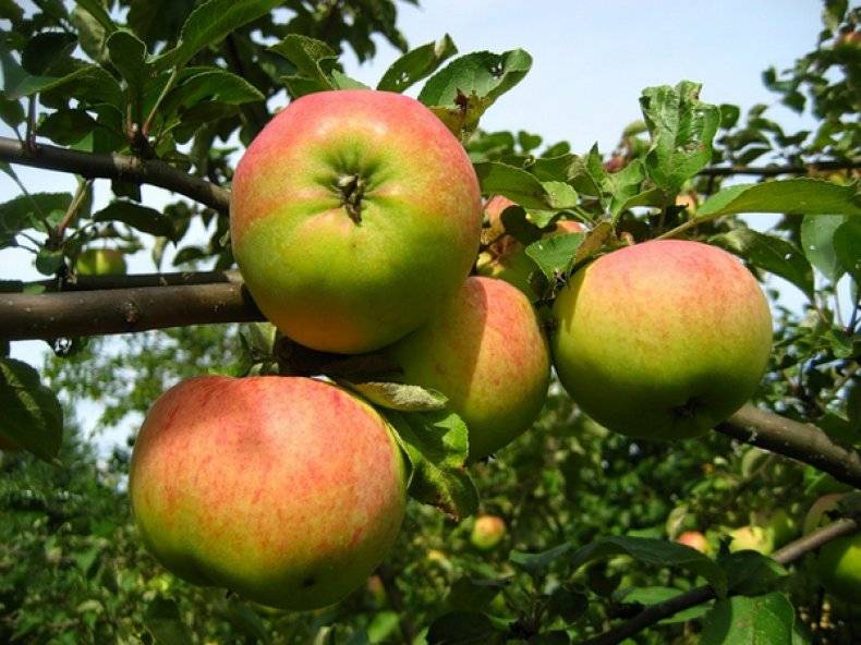 Сорта яблонь для урала с фото и описанием: лучшие зимние, карликовые и не только яблони уральской селекции