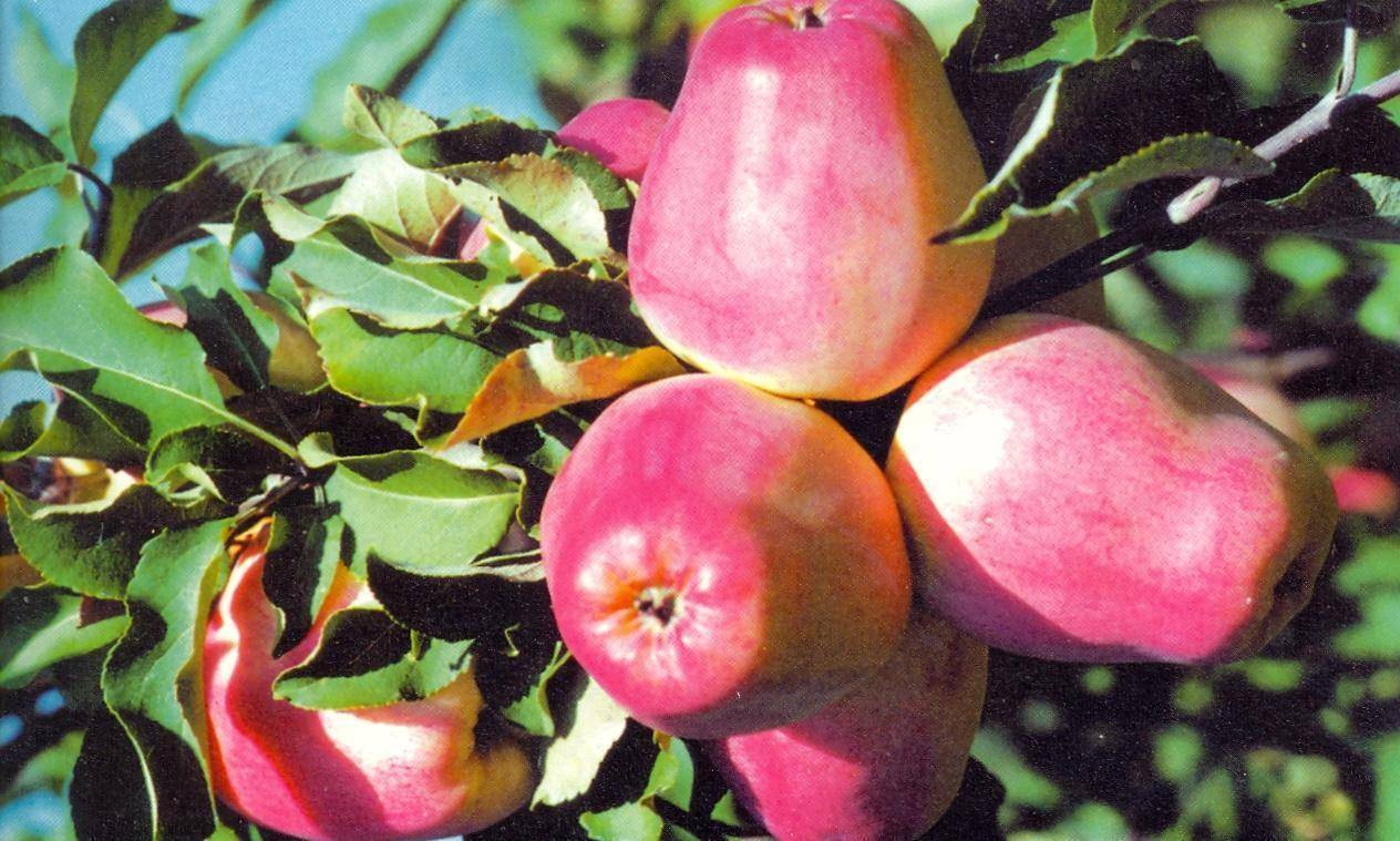 Кандиль Орловский — описаени сорта яблок, отзывы с фото