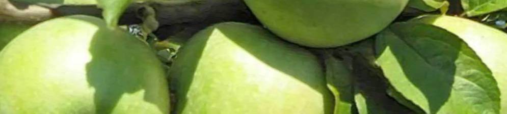 Описание и характеристика яблок семеренко, правила посадки и ухода