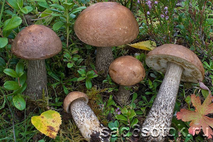 Обабки грибы виды - всё о землеводстве