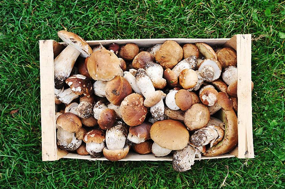 Съедобные грибы белоруссии: +41 фото, описание и как выглядят?