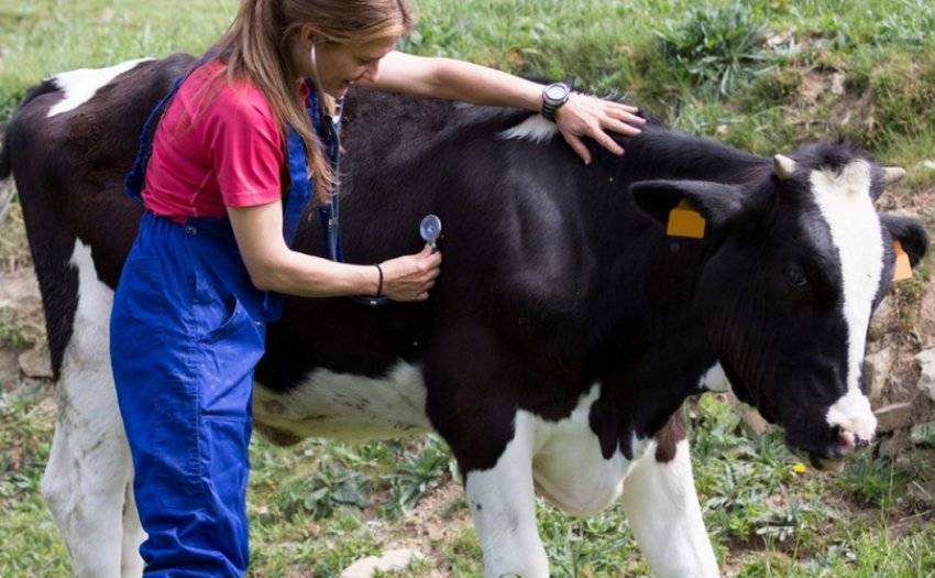 Как запустить у коровы желудок народными средствами в домашних условиях