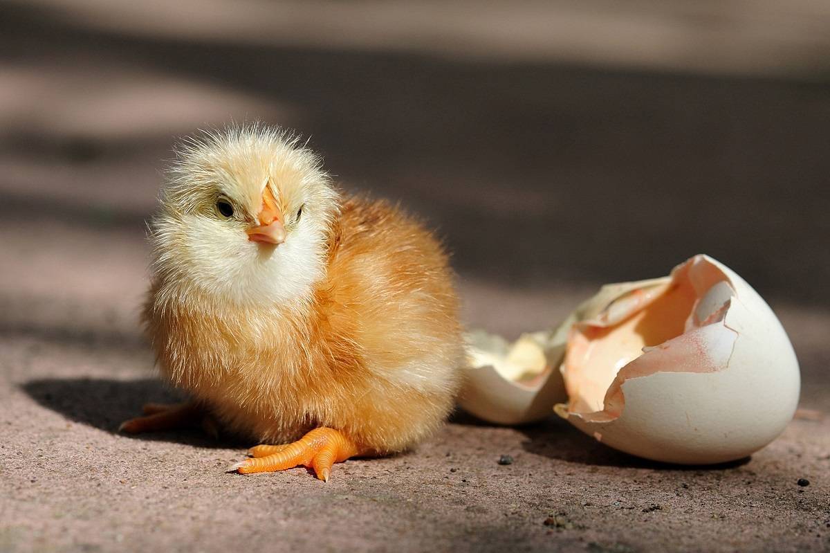 Вылупление цыплят: надо ли помогать и что делать дальше