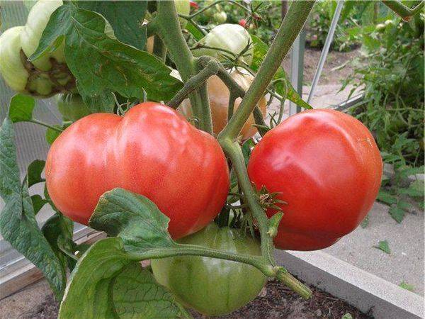 Розовые помидоры: популярные сорта и особенности