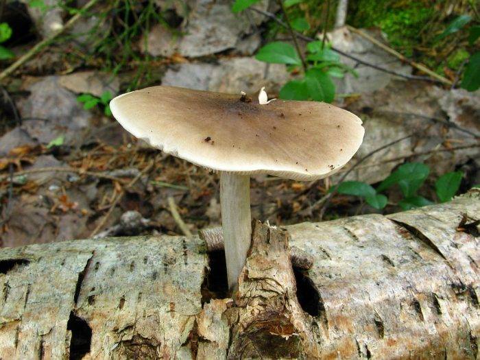 Плютей золотистожилковый (pluteus chrysophlebius) –  грибы сибири