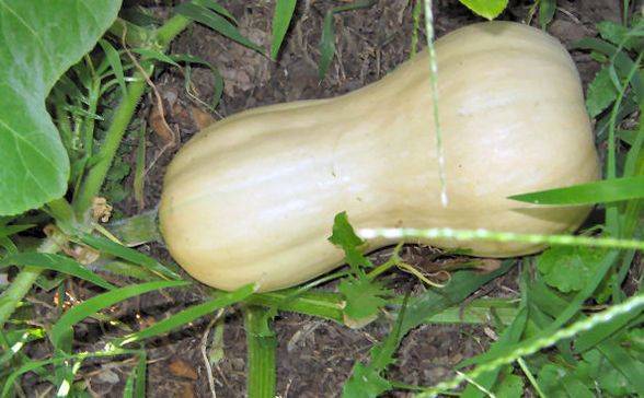 Сорта мускатной тыквы: выращивание и уход в открытом грунте, фото как выглядит и как формировать, посадка и уход, сроки созревания