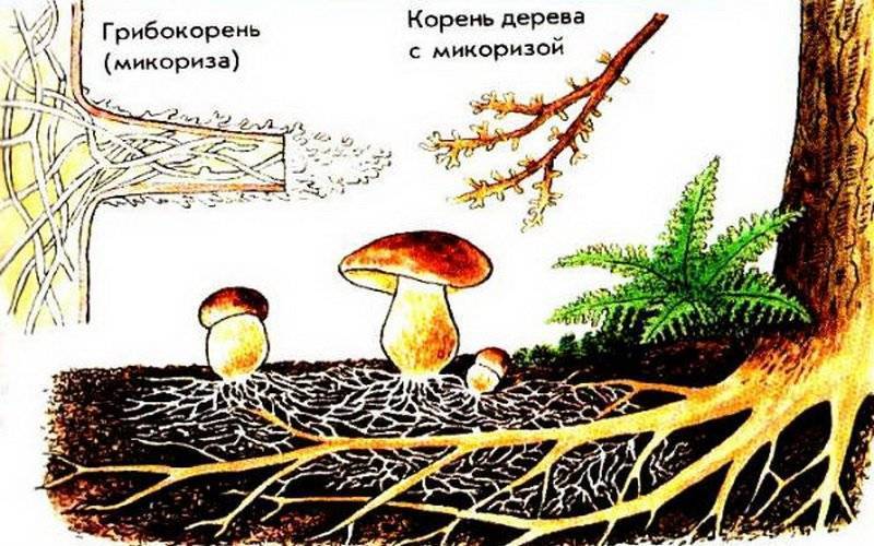 Симбиоз грибов и деревьев
