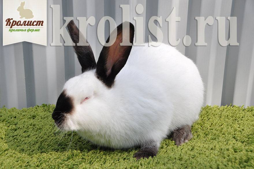 Калифорнийский кролик: описание породы, фото, характеристика, отзывы