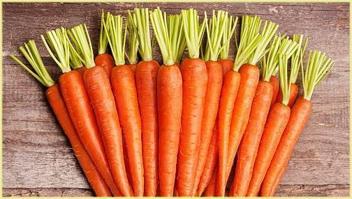 Нужно ли обрезать ботву моркови