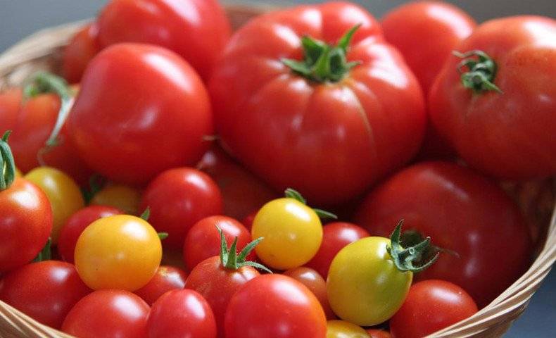 Как собрать семена помидоров в домашних условиях