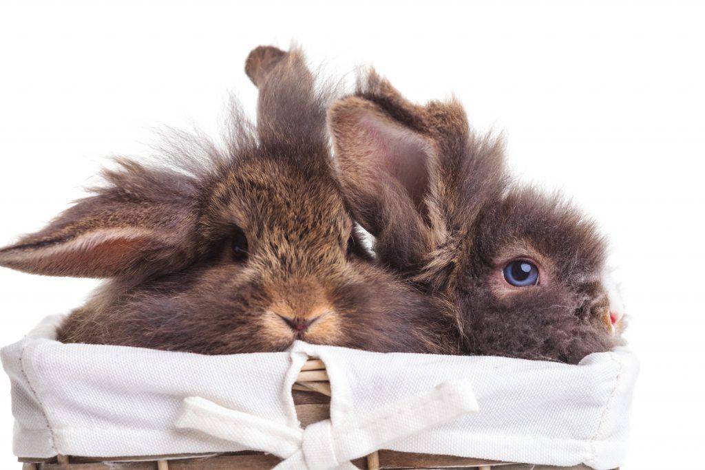 Чиктоник для кроликов: инструкция по применению