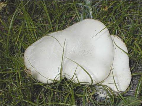 Белый степной гриб: описание, применение, фото