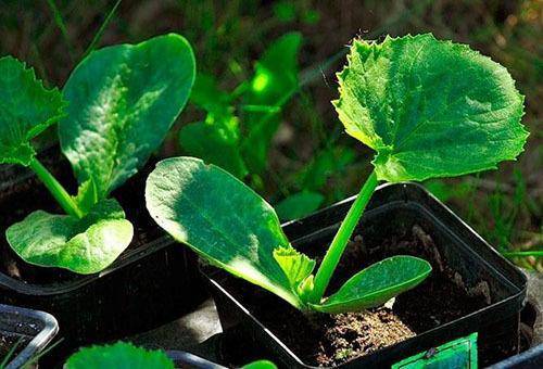 Выращивание кабачков - как вырастить кабачки на рассаду из семян и в открытом грунте