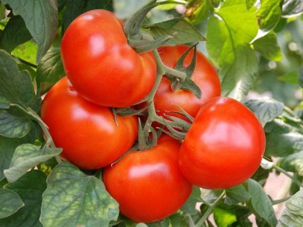 Характеристика томатов сорта Чудо
