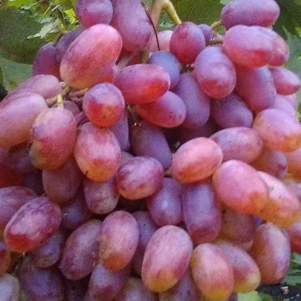 Виноград сорта юлиан: подробное описание, фото и отзывы