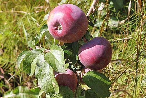 Сорта яблонь для северо запада ленинградской области - дневник садовода