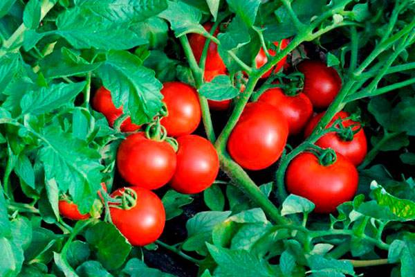 Томат солероссо f1 (50 фото): описание помидоров, отзывы, видео