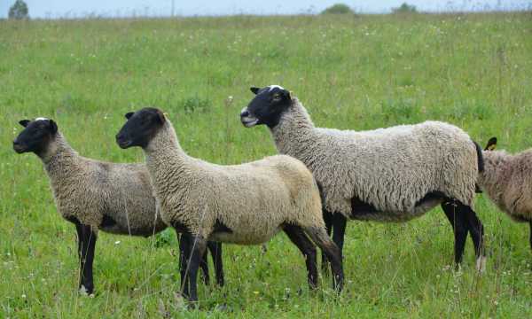 Какие породы овец и баранов бывают: фото и описание основных пород