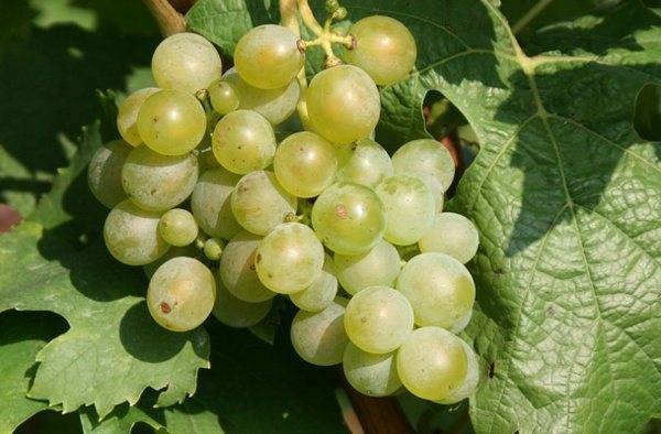 Морозостойкие сорта винограда: характеристика, укрывные, условно-укрывные, правила ухода