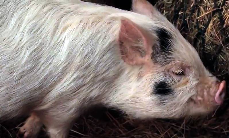Через сколько дней поднимается свинья. как определить покрылась свинья или нет в домашних условиях