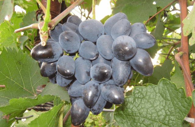 ᐉ атос — гибридная форма винограда - roza-zanoza.ru