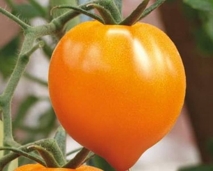 Томат оранжевое чудо: характеристика и описание сорта, урожайность с фото