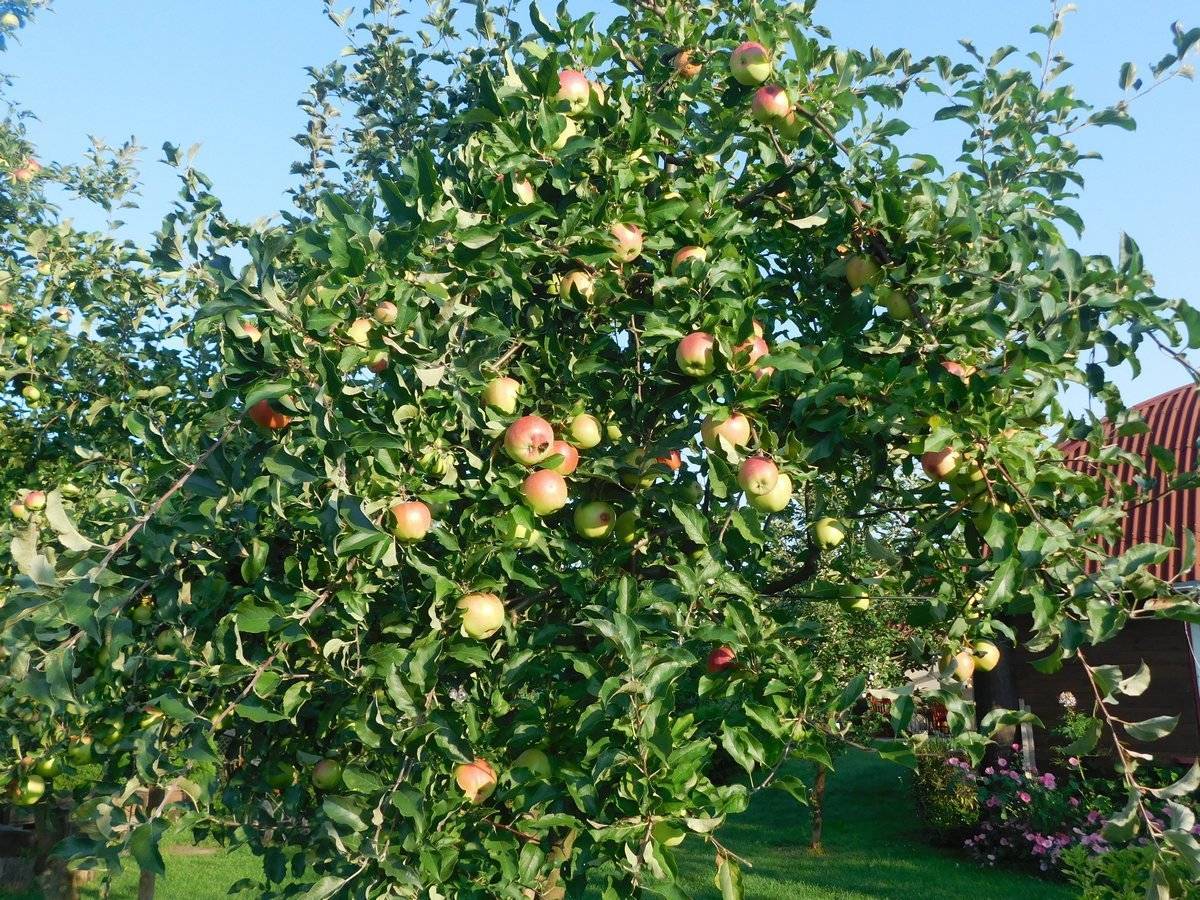 Правильный уход за яблоней летом. секреты опытных садоводов