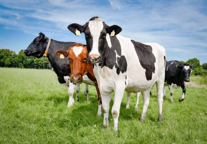 От чего зависит продолжительность жизни домашней коровы