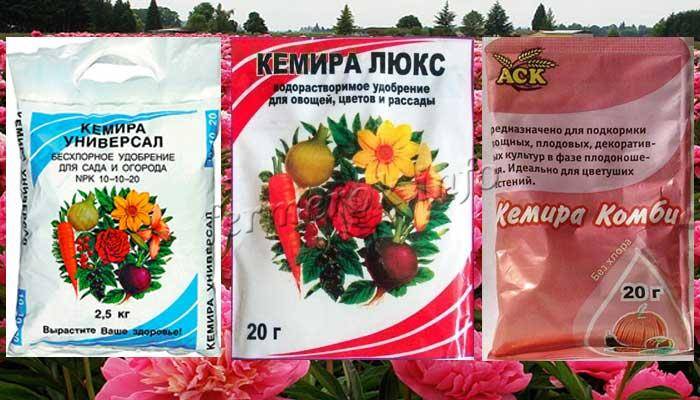 Чем подкормить пионы в период бутонизации и осенью?