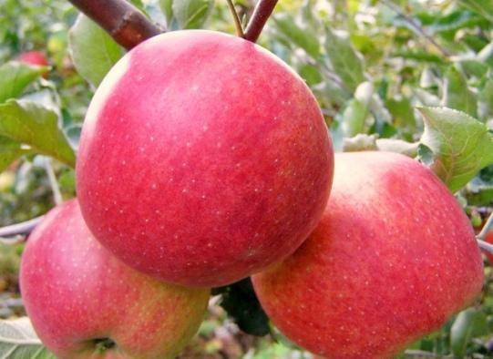 Сорт яблони фуджи: описание, фото