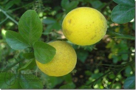 Домашний лимон условия выращивания в горшке, в домашних условиях, размножение растения